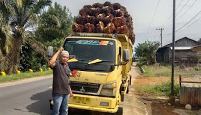 Petani kelapa sawit di Pessel mengangkut hasil panen.
