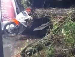 BPBD Padang Turun Tangan Evakuasi Pohon Tumbang di Tunggul Hitam