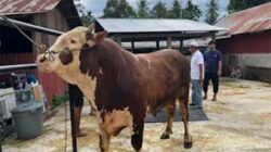 Sapi jenis simental yang terpilij jadi hewan kurban Presiden Prabowo di Padang.
