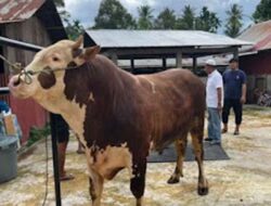 Era Prabowo, Bobot Sapi Kurban Presiden di Sumbar Pecahkan Rekor