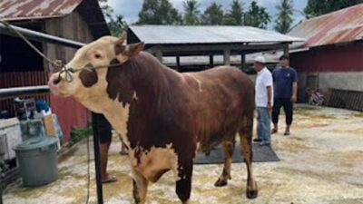 Sapi jenis simental yang terpilij jadi hewan kurban Presiden Prabowo di Padang.