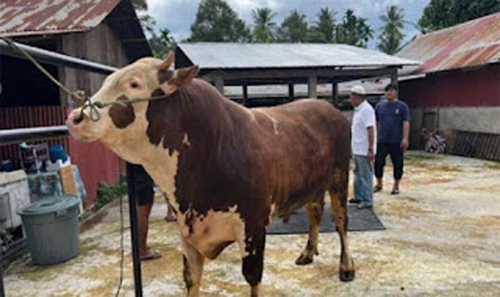 Sapi jenis simental yang terpilij jadi hewan kurban Presiden Prabowo di Padang.