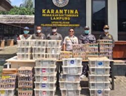 Ratusan Burung Ilegal Diamankan di Pelabuhan Bakauheni, Sopir Dibayar Rp2 Juta