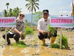 Pemulihan Sawah di Sumbar Capai 62 Persen, Pemerintah Genjot Tanam Serentak