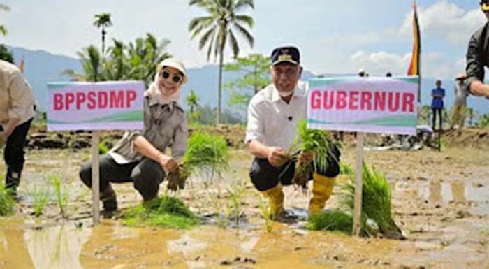 Gubernur Sumbar, Mahyeldi Ansharullah ikut turun langsung menanam padi.