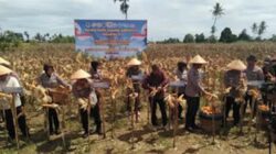 Kapolda Sumbar bersama unsur Forkopimda melakukan panen jagung serentak.