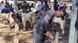 Kambing yang akan dijual sebagai hewan kurbanbersolek di salon khusus kambing.