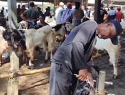 Bisnis Unik Jelang Iduladha, Salon Kambing di Cilacap Laris Manis Diserbu Pedagang