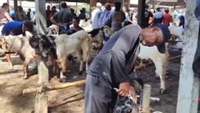 Bisnis Unik Jelang Iduladha, Salon Kambing di Cilacap Laris Manis Diserbu Pedagang