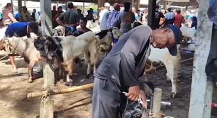Kambing yang akan dijual sebagai hewan kurbanbersolek di salon khusus kambing.
