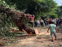 Pohon Tumbang di Pasaman Barat, Sinergi Aparat dan Warga Buka Akses Jalan