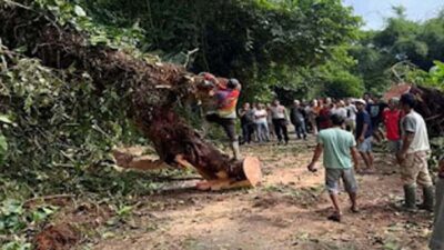 Petugas membersihkan pohon tumbang menutupi jalan.