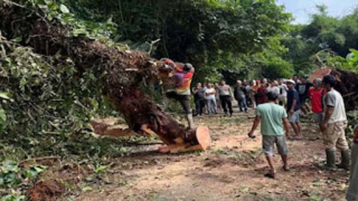 Petugas membersihkan pohon tumbang menutupi jalan.