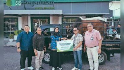 Pegadaian Area Padang Serahkan Dua Ekor Sapi Kurban untuk UIN Imam Bonjol.