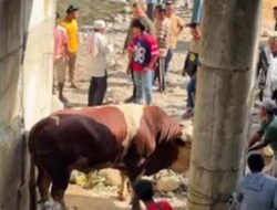 Iduladha di Pedalaman, Sapi Kurban Raksasa dan Kehadiran Wagub Disambut Antusias
