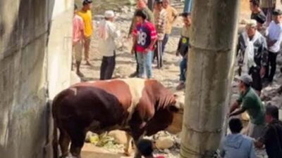 Kurban di Sungai Lolo Pasaman, Sapi Wagub Sumbar Gegerkan Warga.