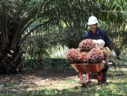 Harga Sawit Jatuh di Bawah HPP, Petani Terancam Merugi