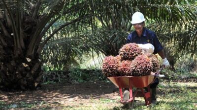 Petani Sawit Teriak Harga TBS Anjlok, Singgung DSI.