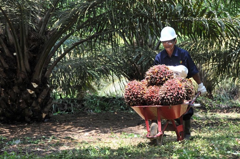 Petani Sawit Teriak Harga TBS Anjlok, Singgung DSI.