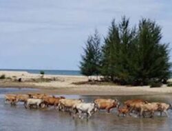 Hari Kedua Pencarian Bocah Hilang di Pesisir Selatan