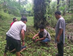 Polisi Ringkus Pengedar Sabu-Sabu dan Ganja Kering di Sidomulyo Pasaman Barat