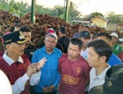 Harga Sawit Petani Pessel Dinilai Terlalu Rendah, Bupati Turun Tangan Temui Pabrik PKS