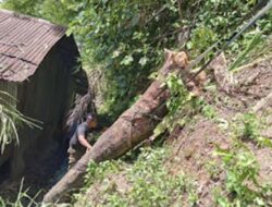 BPBD Padang Tangani Pohon Tumbang yang Timpa Rumah Warga di Bukit Putus