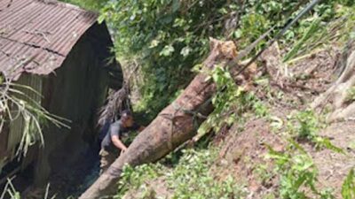 Pohon Tumbang Sebabkan Kerusakan Rumah di Padang.