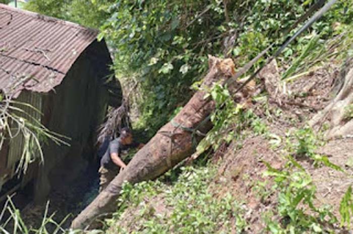 Pohon Tumbang Sebabkan Kerusakan Rumah di Padang.