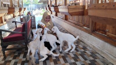 Mila Arlinda, seorang perempuan muda berusia 28 tahun, berhasil membangun usaha peternakan modern bernama Kerabat Ternak.