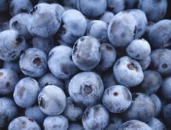 Penelitian Ungkap Blueberry Berpotensi Perkuat Kepadatan Tulang