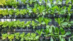 Memiliki edible garden atau kebun pangan sendiri di rumah memiliki banyak keuntungan. Ketahui bagaimana cara menerapkannya.