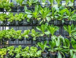 Edible Garden, Solusi Berkebun di Lahan Sempit untuk Kebutuhan Pangan