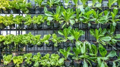 Memiliki edible garden atau kebun pangan sendiri di rumah memiliki banyak keuntungan. Ketahui bagaimana cara menerapkannya.