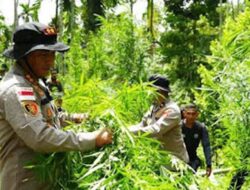 Operasi Narkoba di Lhokseumawe, Ribuan Tanaman Ganja Dibakar di Lokasi