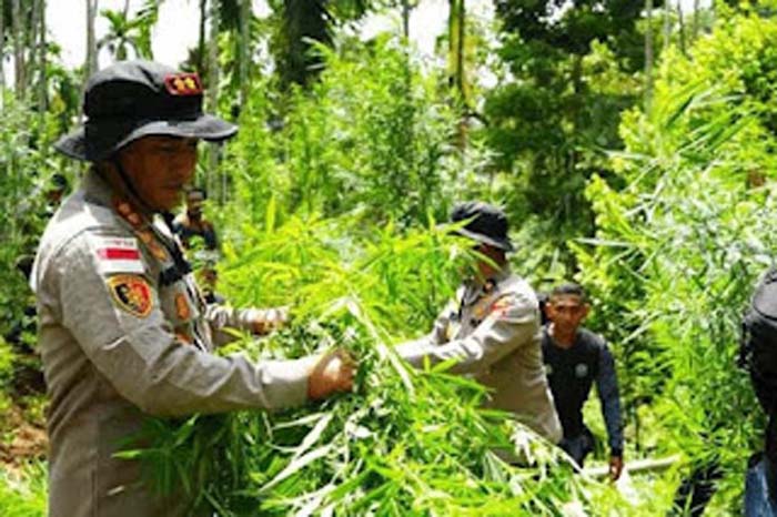 Personel gabungan Polres Lhokseumawe dan instansi terkait saat memusnahkan ladang ganja.