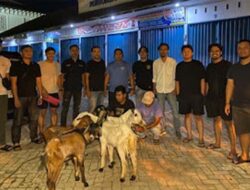 Empat Kambing Curian Jadi Barang Bukti, Dua Pria Diciduk Polisi