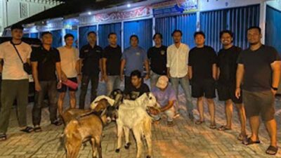Tim Klewang Polresta Padang Gagalkan Penjualan Kambing Curian.