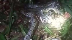 Penampakan ular piton yang menerkam wanita.