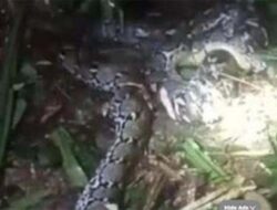 Perempuan di Indonesia Tewas Diserang Piton 7,8 Meter di Maluku Utara