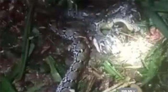 Penampakan ular piton yang menerkam wanita.