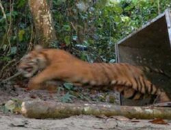 BBKSDA Riau Pasang Camera Trap Usai Serangan Harimau