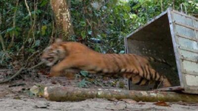 BBKSDA Riau Pasang Camera Trap Usai Serangan Harimau