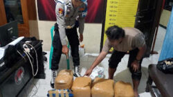 Kecelakaan Minibus di Talang Berujung Penemuan 5 Paket Besar Ganja.