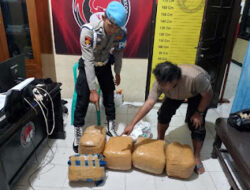 Berawal dari Laporan Kecelakaan, Satresnarkoba Polres Solok Amankan Terduga Pembawa Ganja