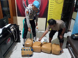 Kecelakaan Minibus di Talang Berujung Penemuan 5 Paket Besar Ganja.