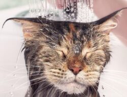 Jangan Heran, Ini Penyebab Kucing Betah Menemani Pemilik di Kamar Mandi
