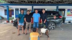 Tim URC Satreskrim Polres Tanah Datar Ringkus Pelaku Pencurian Ternak.