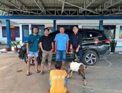 Buron Kasus Pencurian Ternak di Tanah Datar Ditangkap Tim URC Saat Bersembunyi di Rumah Kontrakan