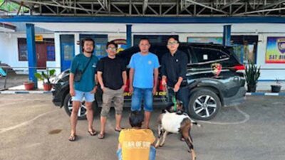 Tim URC Satreskrim Polres Tanah Datar Ringkus Pelaku Pencurian Ternak.